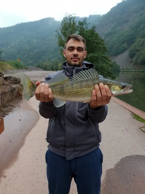 Zander