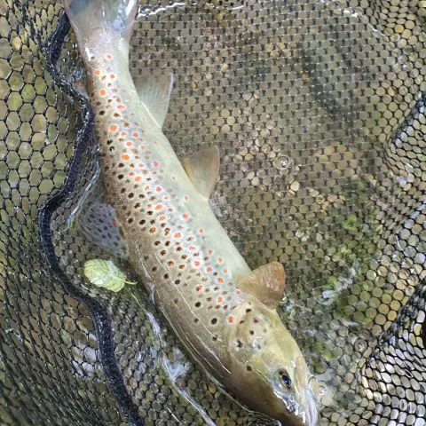 Bachforelle