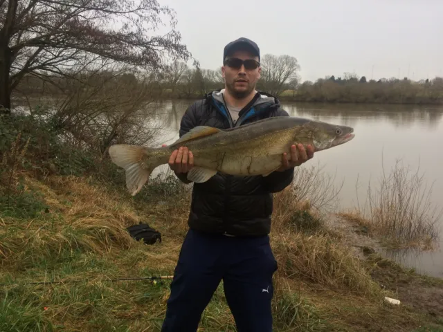 Zander