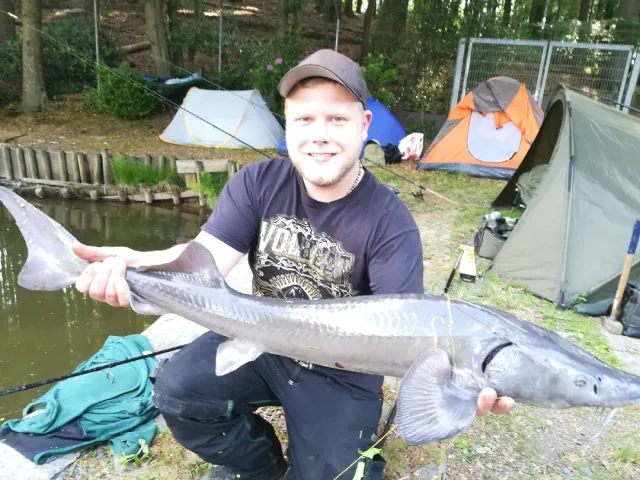Stör