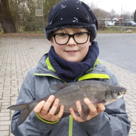 Güster
