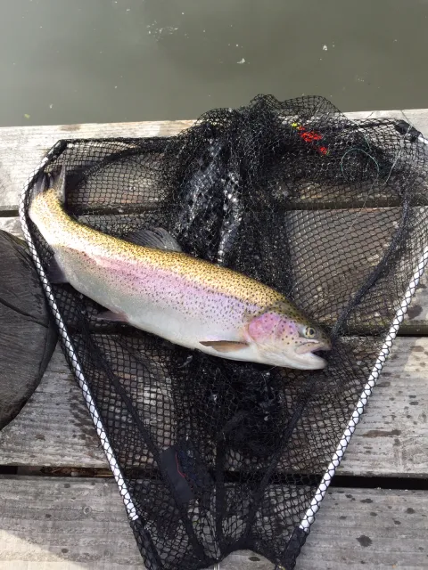 Regenbogenforelle