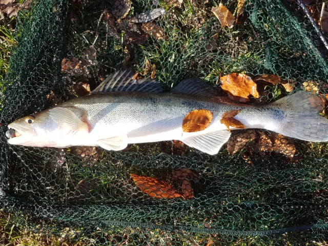 Zander