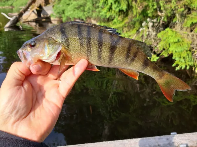 Flussbarsch