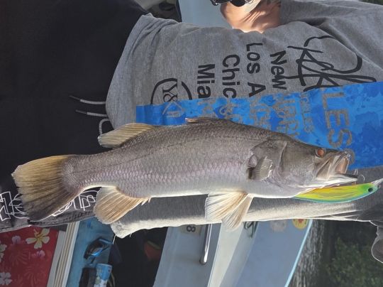 Barramundi