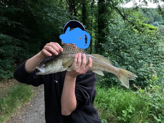 Zander