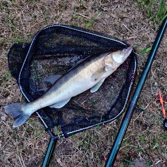 Zander-1