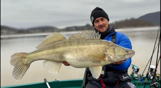 Zander