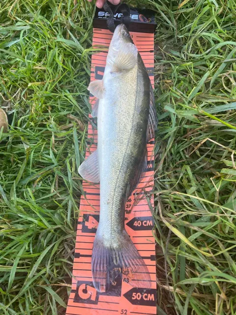 Zander