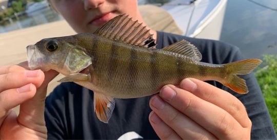 Flussbarsch