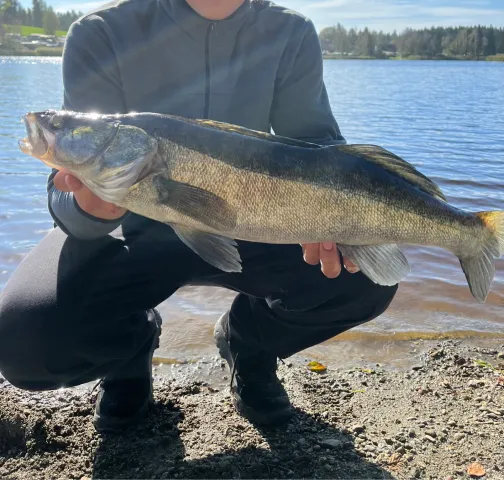 Zander