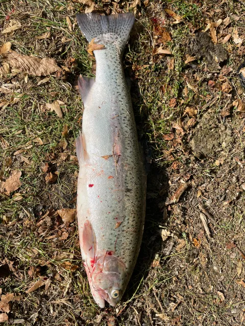 Regenbogenforelle