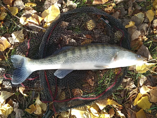 Zander