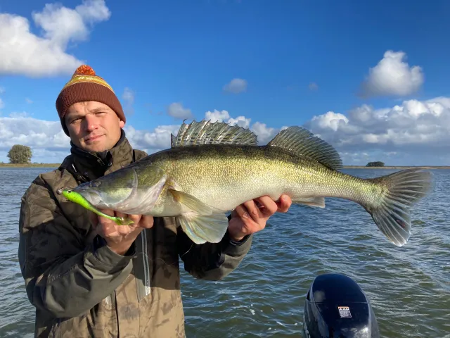 Zander