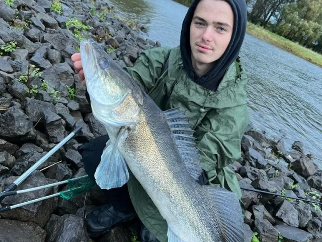 Zander