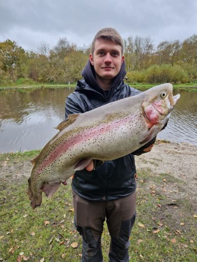 Regenbogenforelle