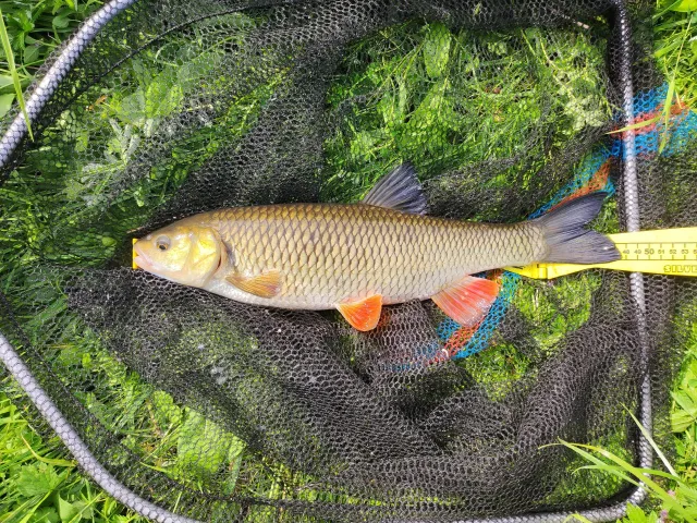 Döbel