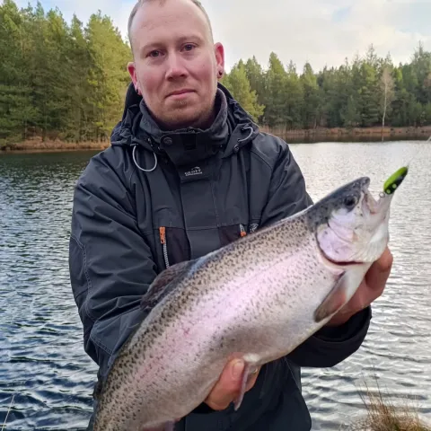 Regenbogenforelle
