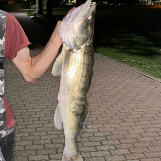 Zander