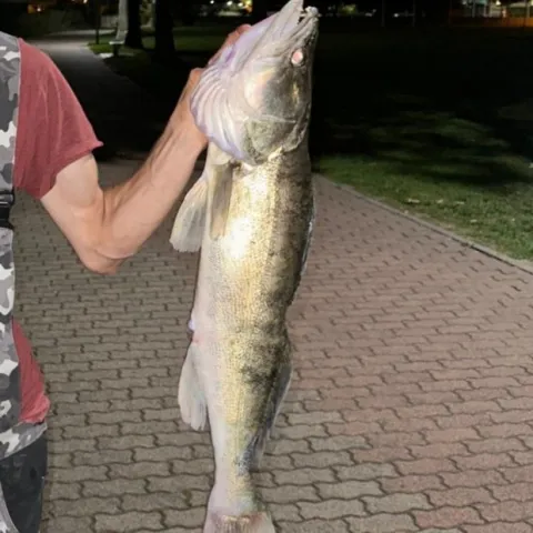 Zander