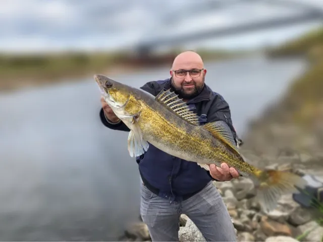 Zander