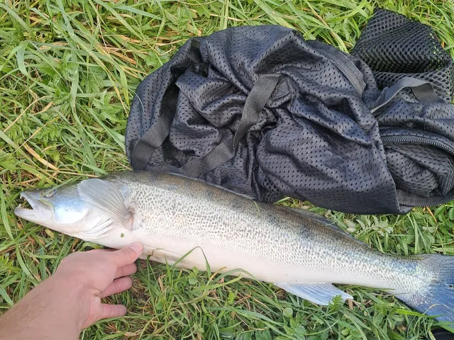 Zander
