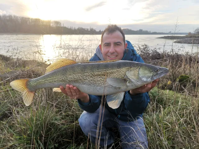 Zander