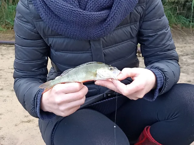 Flussbarsch