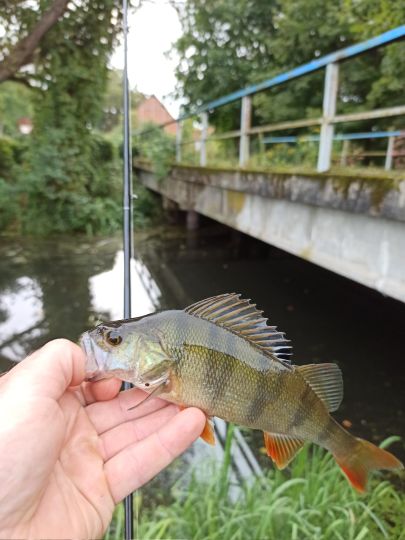Flussbarsch