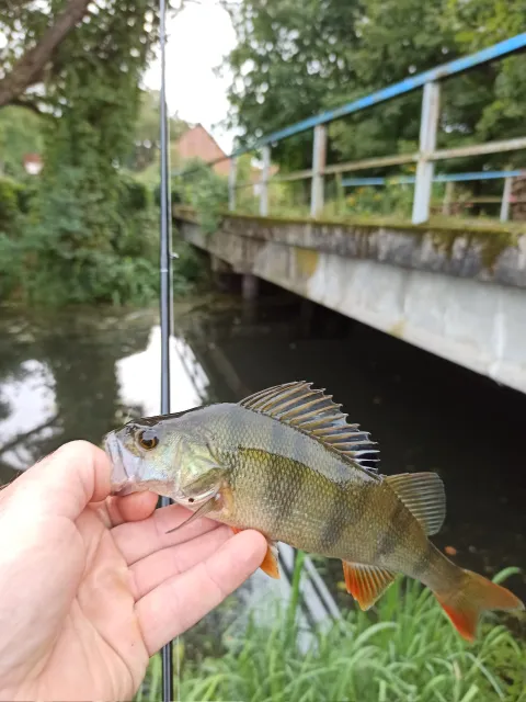 Flussbarsch