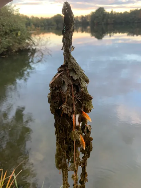 Flussbarsch