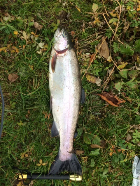 Regenbogenforelle
