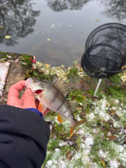 51+ Ober Mooser Teich, Die mooser teiche befinden sich im vogelsberg