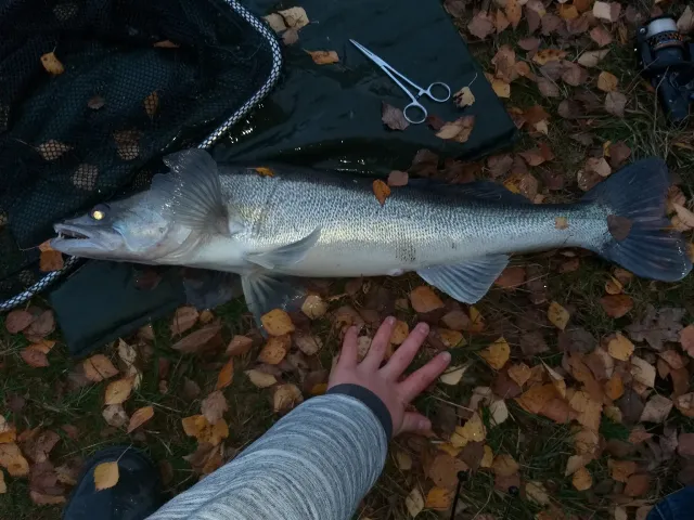 Zander
