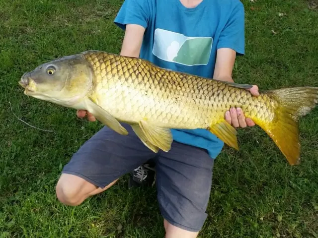 Karpfen