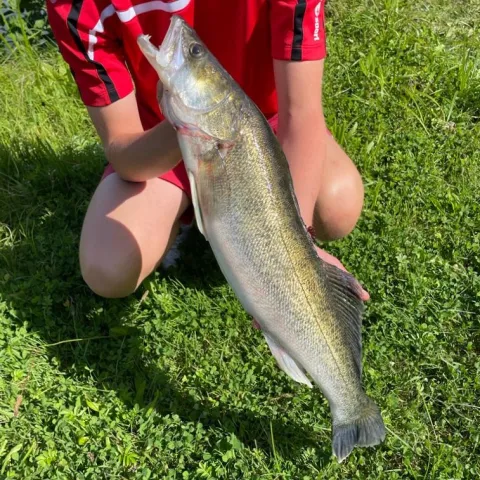 Zander