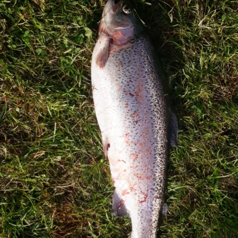 Regenbogenforelle