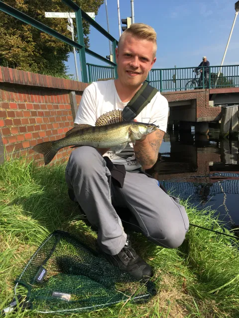 Zander