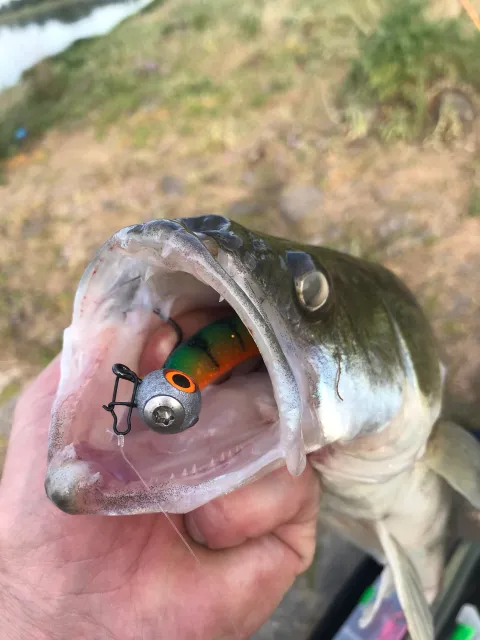 Zander