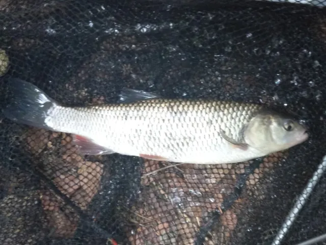 Döbel