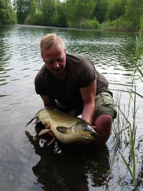 Graskarpfen
