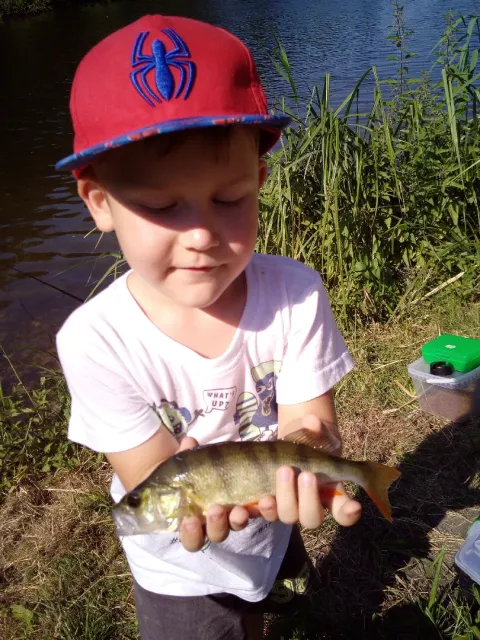 Flussbarsch