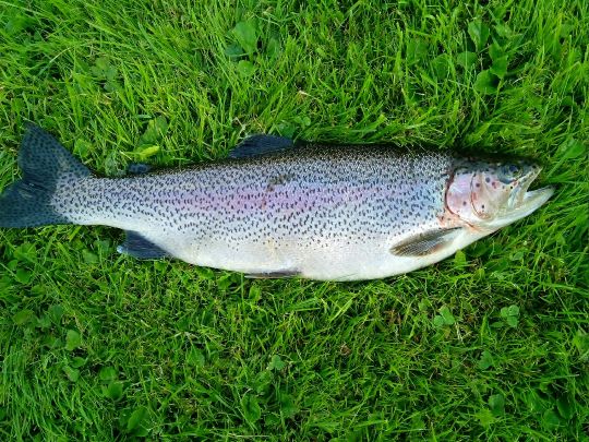 Regenbogenforelle