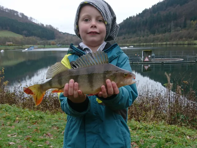 Flussbarsch