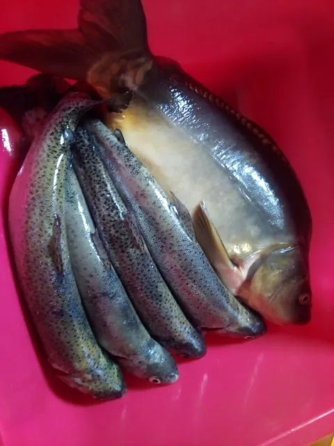 Regenbogenforelle