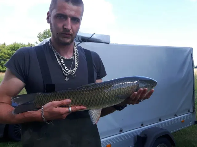 Graskarpfen