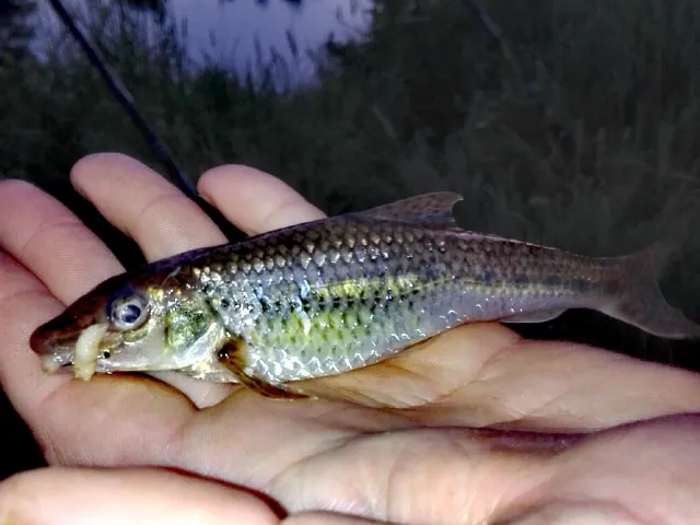 Gründling