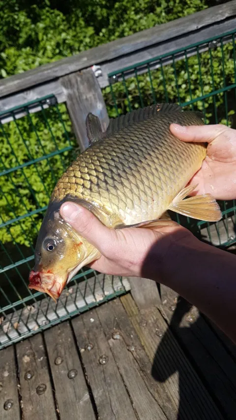 Karpfen