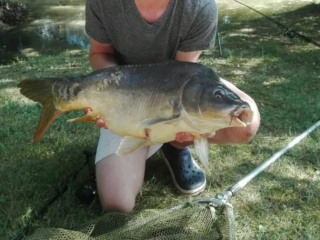 Karpfen