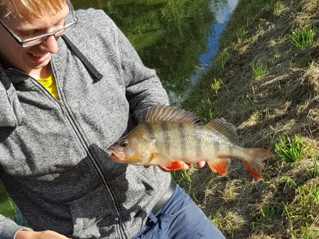 Flussbarsch